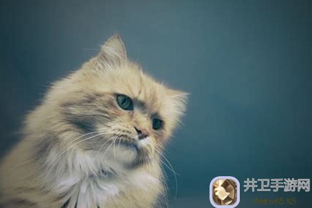 猫之城攻略大全：角色测评＆卡池抽取秘籍，助你火力全开闯猫城！