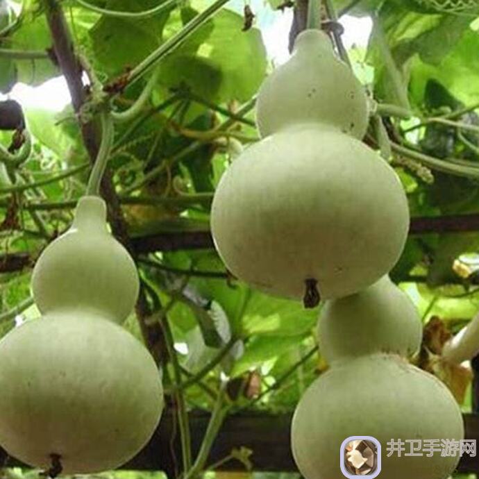 葫芦娃葫芦娃182关卡逐个击破!超详细推图攻略助你轻松通关!